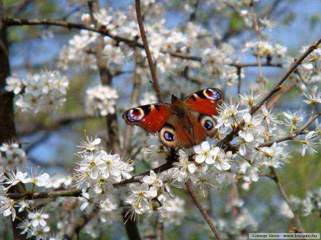 急招带货主播包教学（招带货女主播）